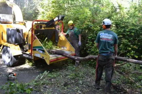 tree services Mountain Park